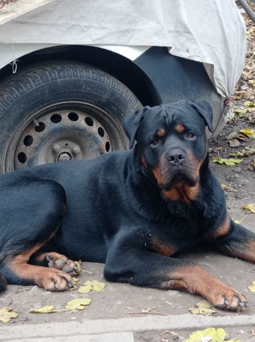 Цуценята Ротвейлер