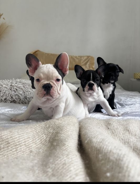 Buldog francuski chlopiec z rodowodem gotowy do odbioru