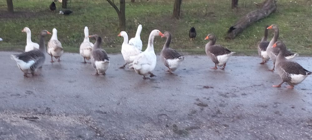 Sprzedam gęsi i kaczki