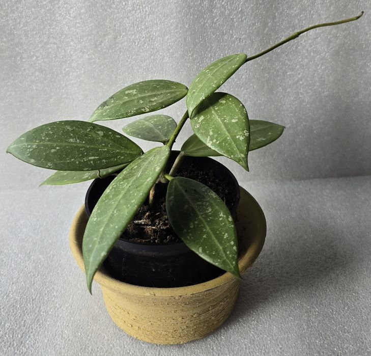 Freckled pippi  (parasitica lao) hoya hoja hoia