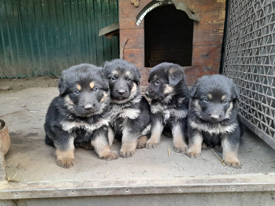 Продам маленьких  класних німців.