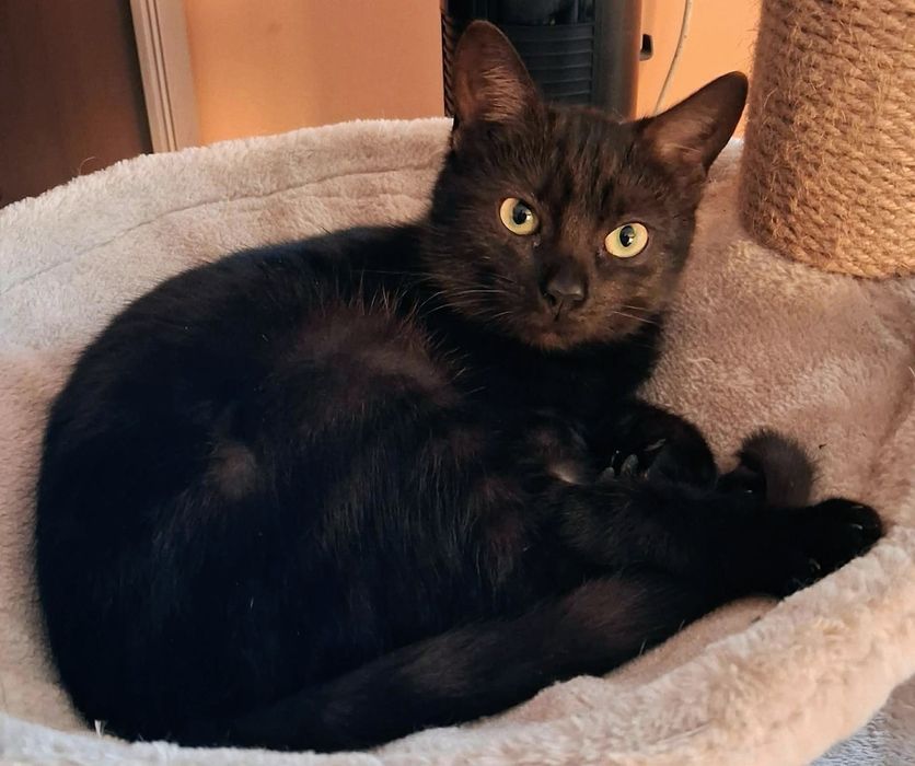 Przecudna Gabi gorąco poleca się do adopcji...