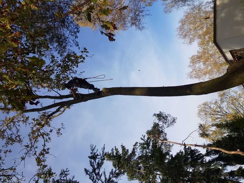 Wycinka drzew przycinka karczowanie działek rębak frezarka