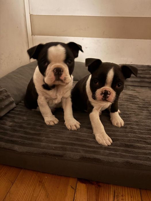 Boston terrier piesek