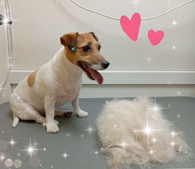 Грумінг собак, котів. Виїзд додому.