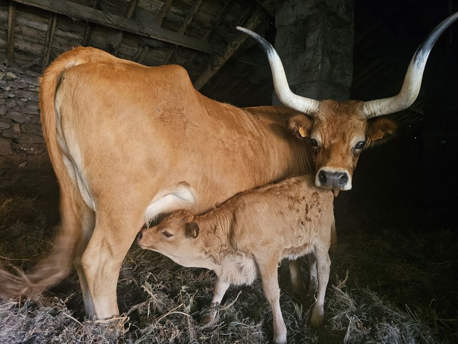 Vaca de Raça Barrosã com Cria