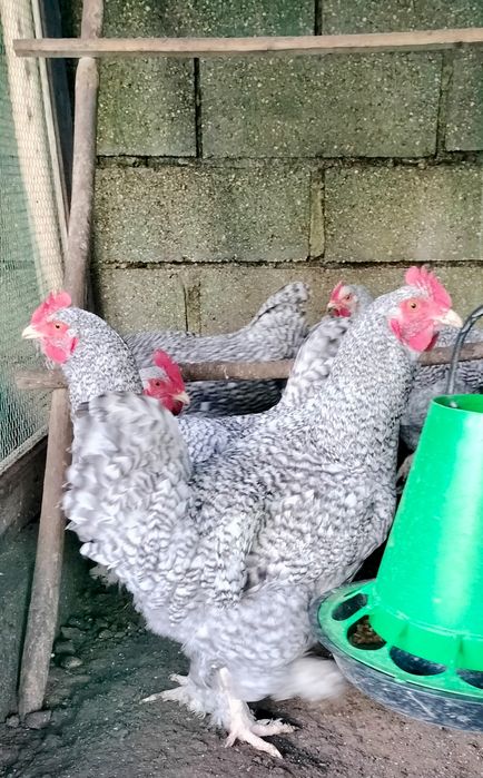 Galos Malines início de 2025