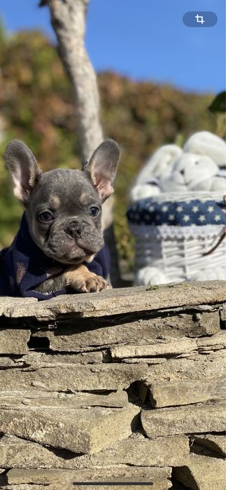 Достойный мальчишка француз