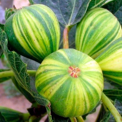 Planta FIGUEIRA TIGRADA - SUPER DOCE - Apenas envios