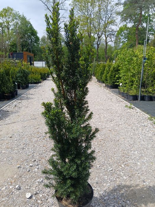 Cis cisy hicksii gęste wys 100-120 cm cena 70 zł  Producent
