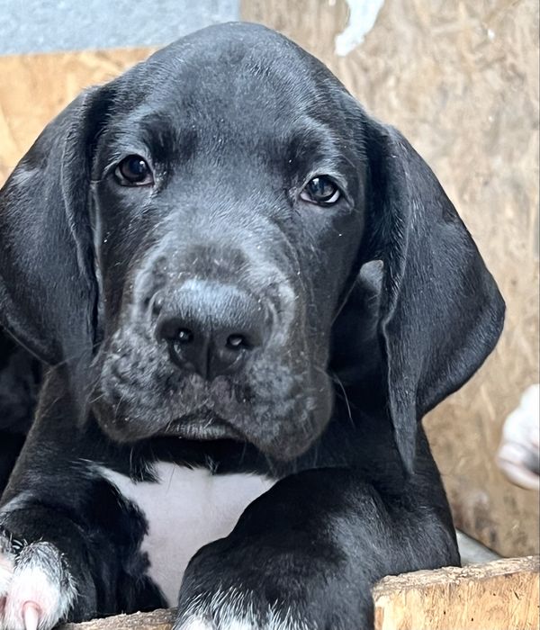 Dogue Alemao Preto Macho