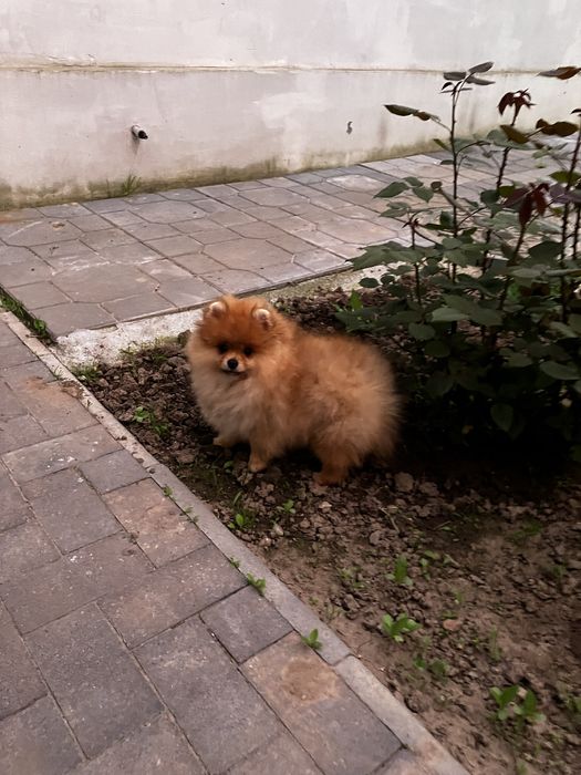 Шикарний ведмедик померанчик