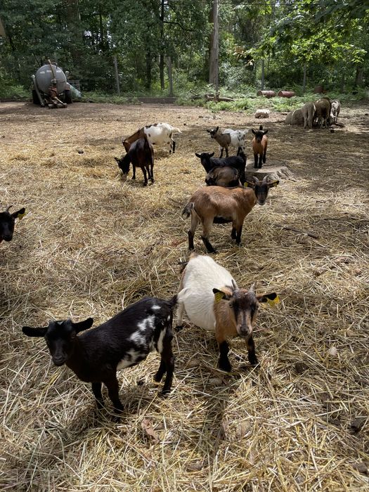 Cabras anãs puras