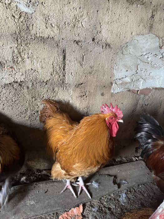 Galos de diferentes raças