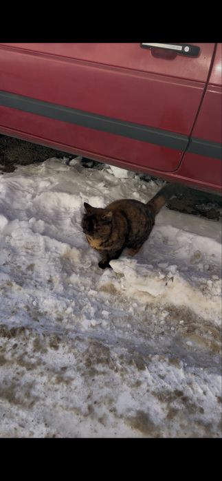 Кішка кіця черепашкова