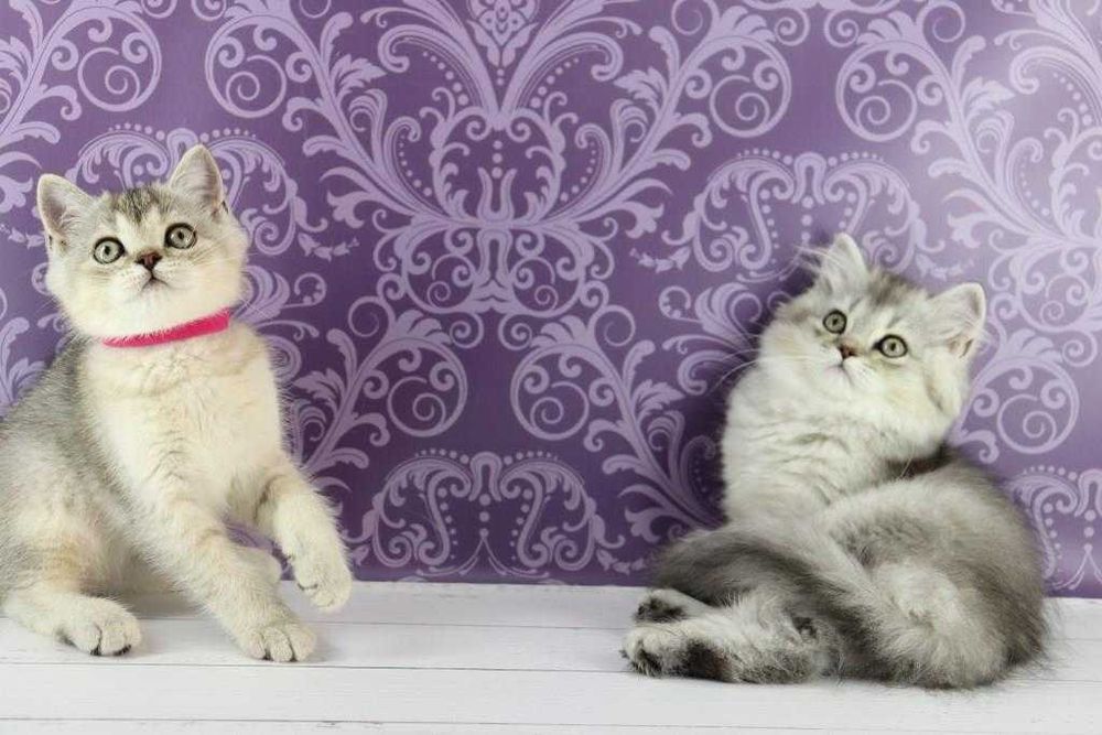 Хлопчики та дівчатка породи