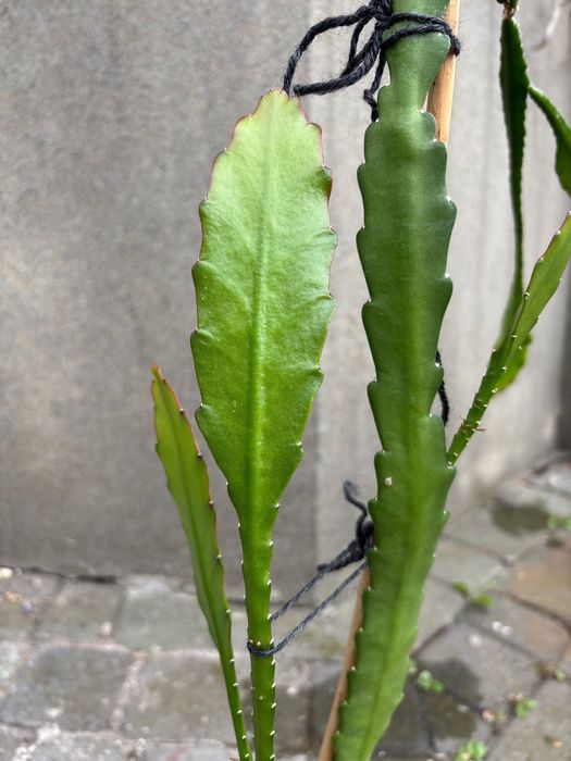 Grudnik czerwony kaktus Bożego Narodzenia Epiphyllum Ackermanii