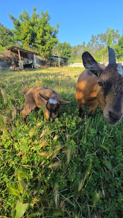 Cabras Anãs Adoráveis – Carinhosas e Bem Socializadas
