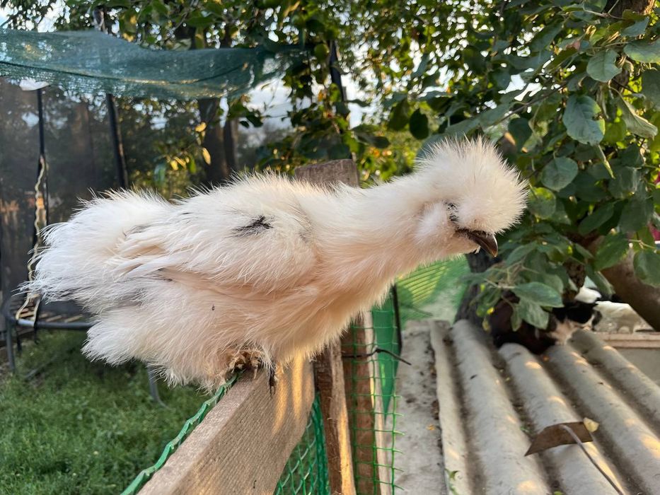 Китайські пухові кури