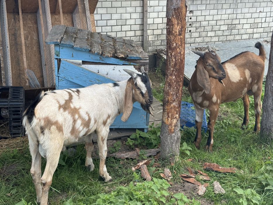 Продам англо-нубійських козликів