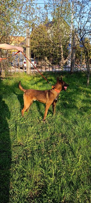 Підрощений хлопчик малінуа бельгійська вівчарка