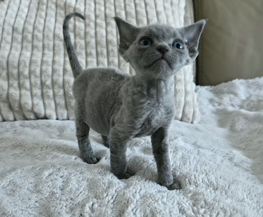 Devon Rex - Dostępna Niebieska  Dziewczynka - Trójmiasto