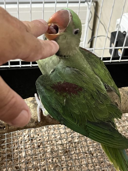 Alexandrinos 24/23/22