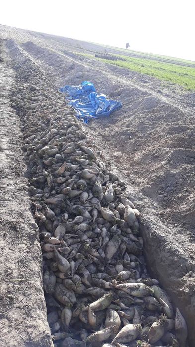 Sprzedam buraki pastewne