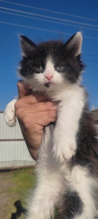 Котята от шикарной кошки