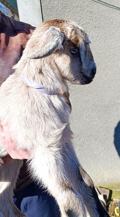 Кози, козички, козлики