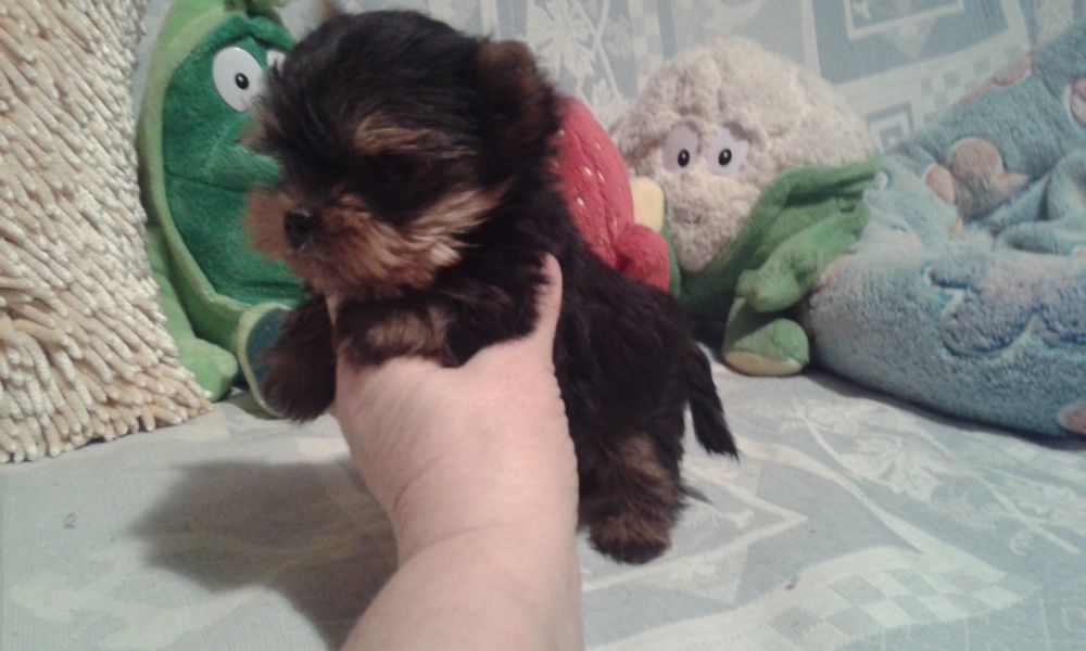 Yorkshire terrier - mini piesek