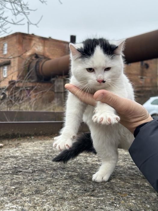 Котик безкоштовно, кіт 3 місяця, кошення