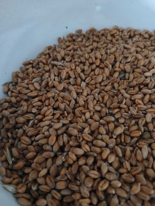 Sprzedam pszenice      przeżyto