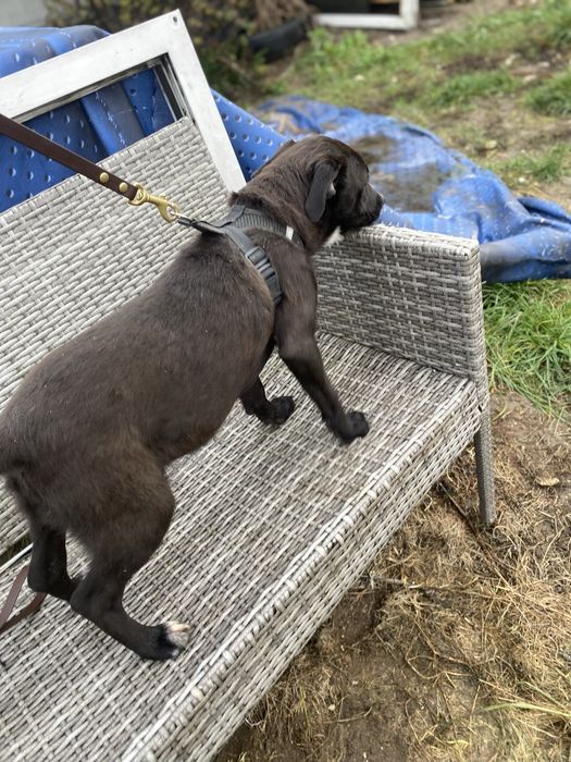 Suczka w typie wyżła do adopcji 4-5 miesięczna