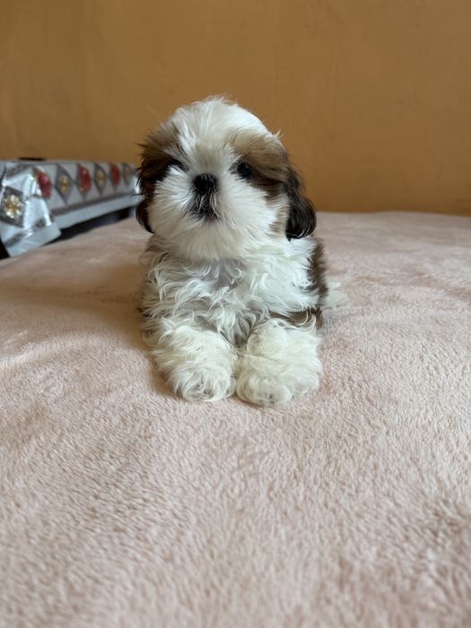 Shih Tzu piesek szczeniak Rodowód