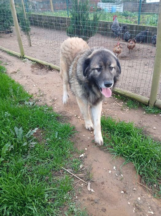 Cão serra da estrela, cor fulva