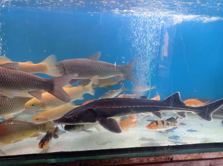 Jesiotr.Karp.karaś kolorowy. Koi. Oczko wodne