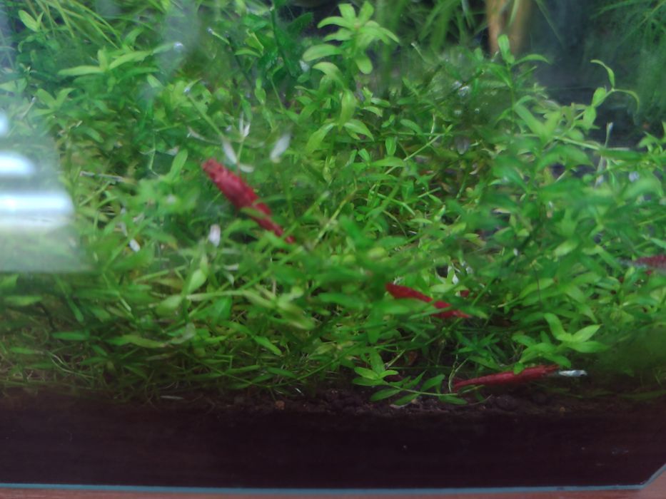 Krewetki Red Cherry mocno czerwone