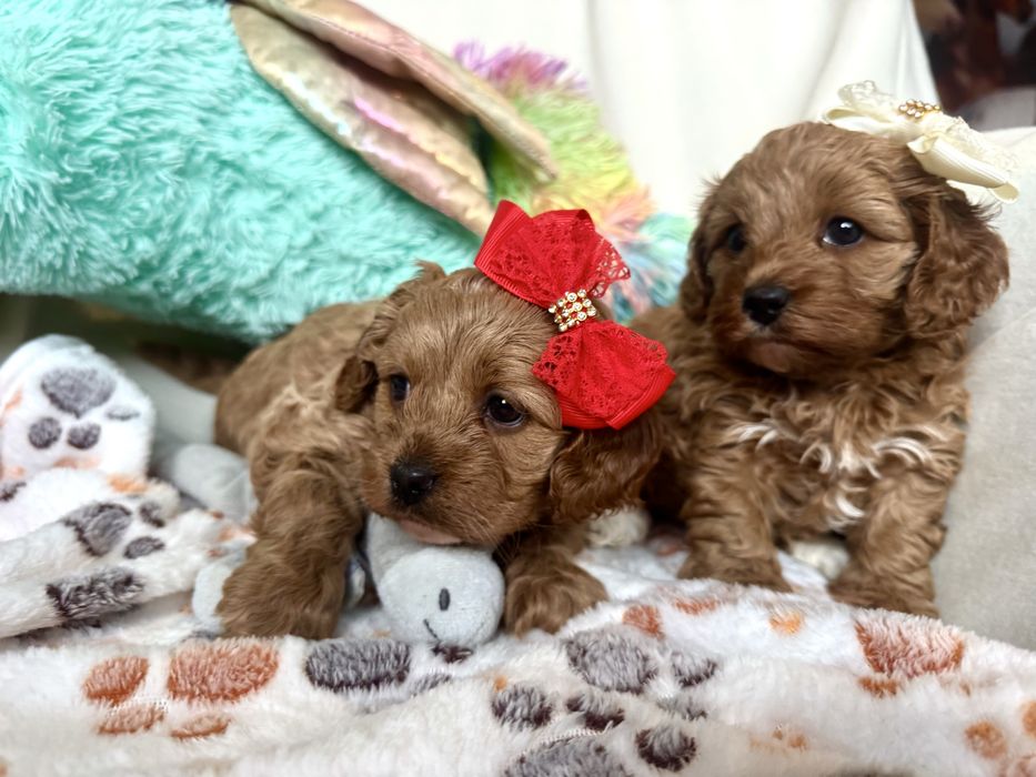 Cavapoo szczebiak nie cavalier nie pudel
