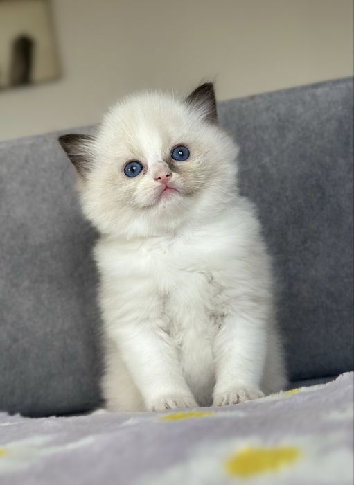 Tulaśna koteczka ragdoll rodowów FPL