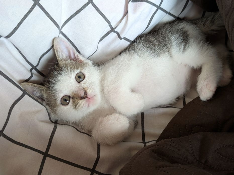 Кошеня, хлопчик, 2.5 міс.