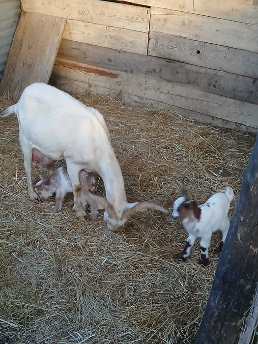 Saanen de excelente qualidade leiteira com duas chibas