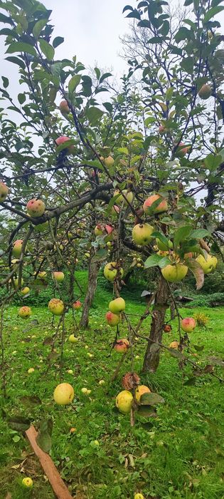 Сік.  Різні комбінації і поєднання..