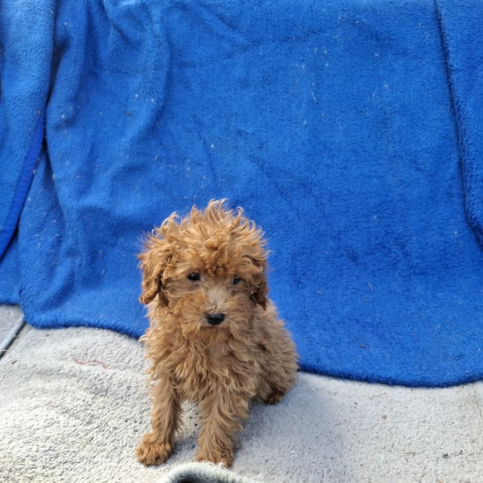 Maltipoo z metryką