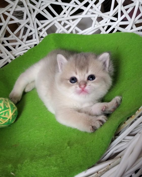 Нежные и ручные малыши, котята золотая шиншилла.