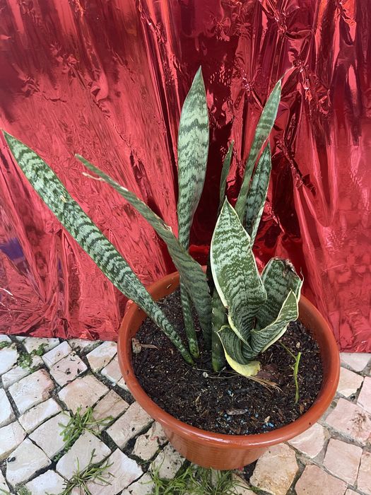 Plantas diversas em vasos (crassula, espada s.jorge, bambu)