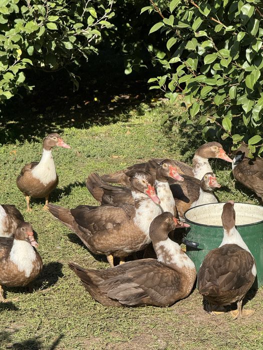 Індокачки селезень та 2 качки