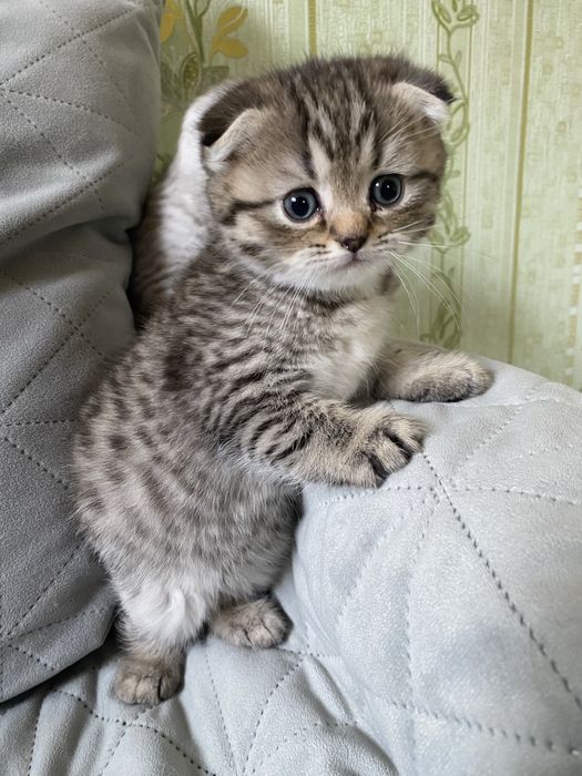 Котята шотландские вислоухие