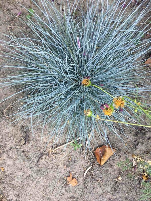 Лаванда, вівсяниця, гейхера, юкка, гвоздика, чистець