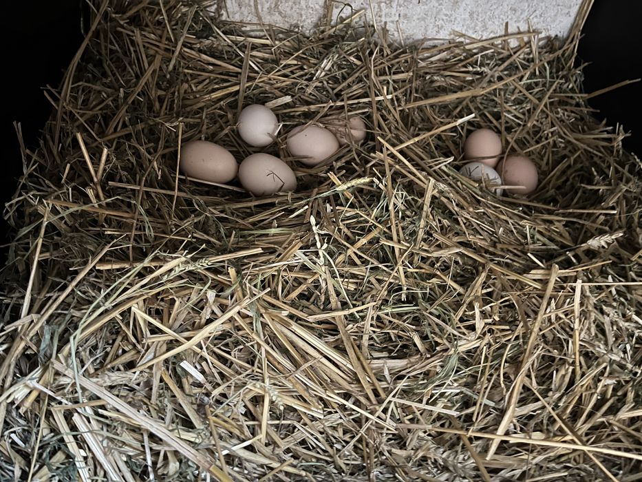 Jajka z przydomowej hodowli – świeże, zdrowe, naturalne